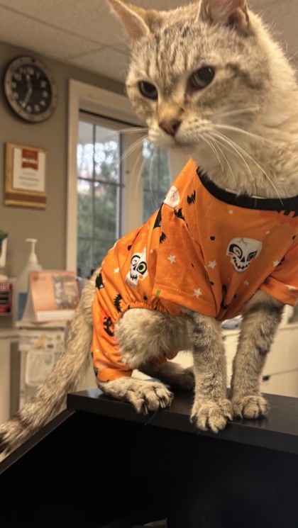 JOJO - Domestic Shorthair / Mix available for adoption