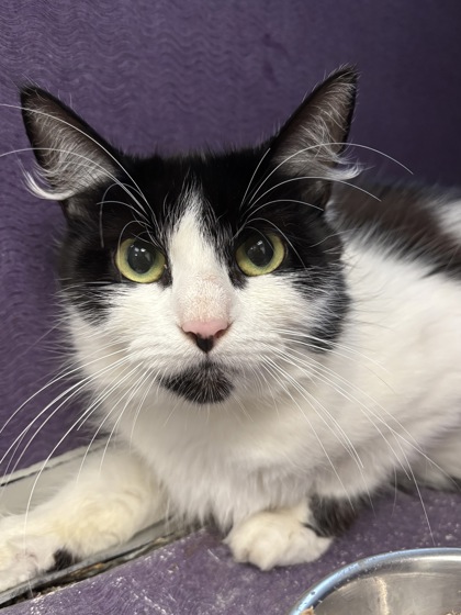 SUNDAE - I AM AT PETSMART FRAMINGHAM