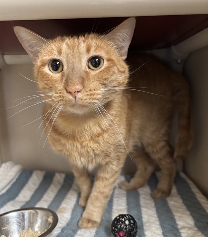 FRISBEE - FIV + - Domestic Shorthair / Mix available for adoption