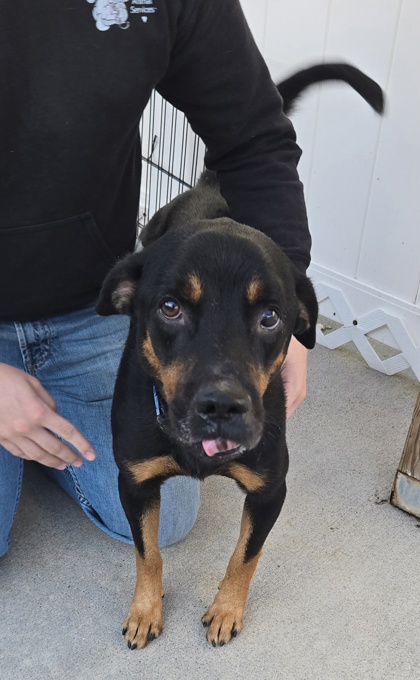 GUMMI BEAR - Hound / Mix available for adoption