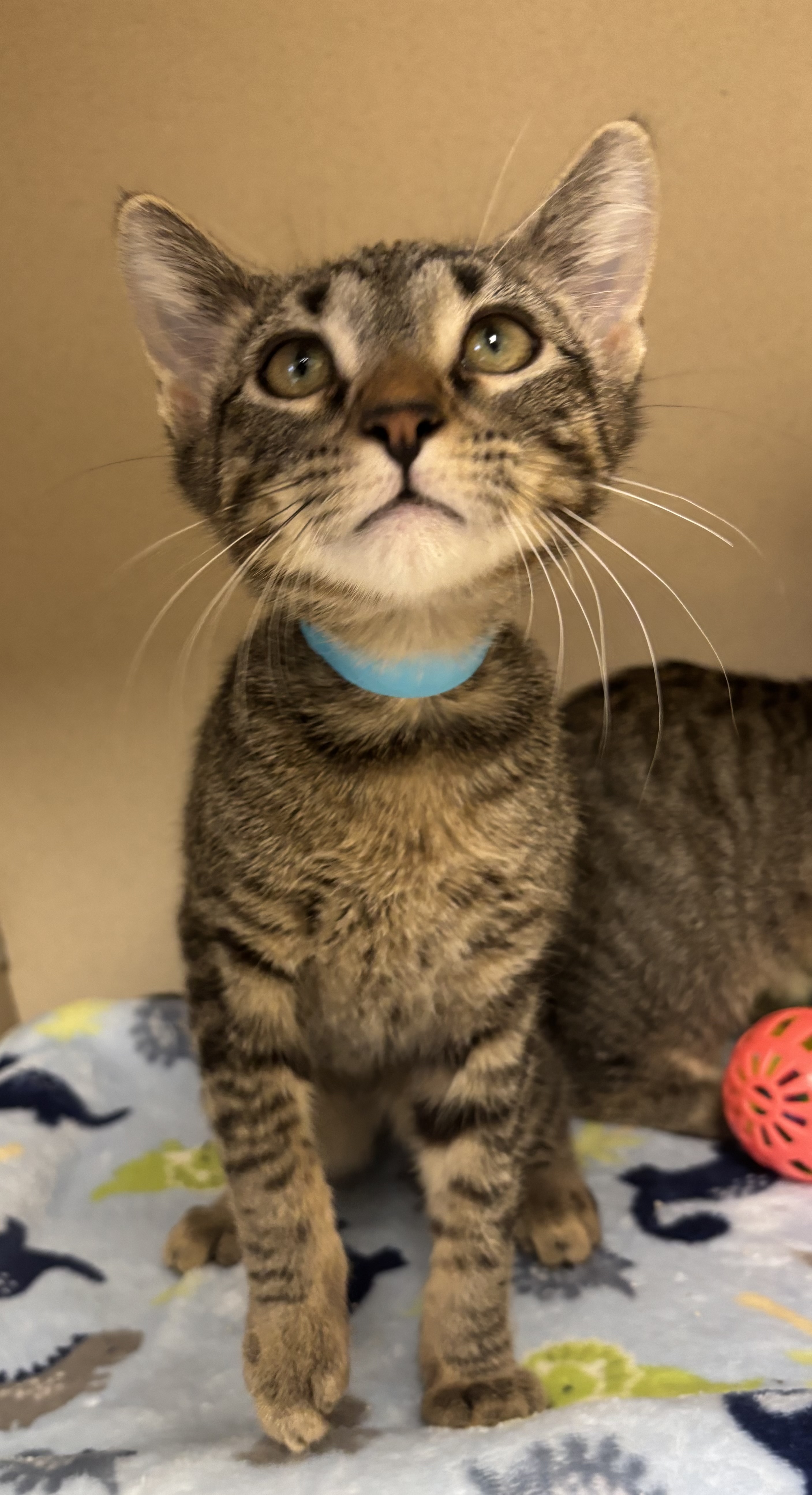 DOWNEY - I AM AT PETSMART NORTHBOROUGH - Domestic Shorthair / Mix available for adoption
