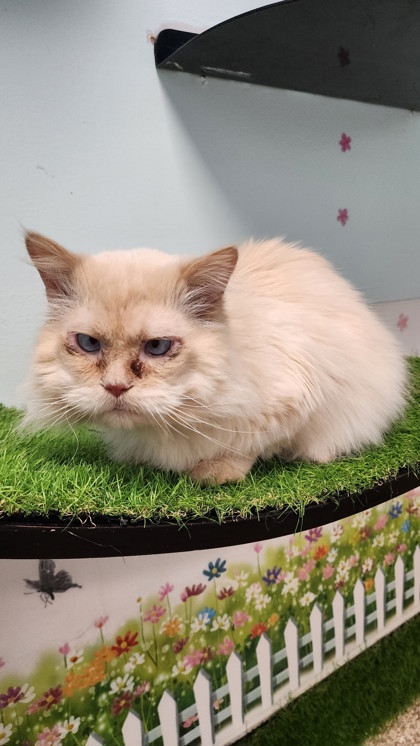 OTIS - Persian / Mix available for adoption