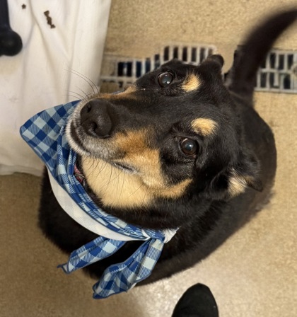 KUMA (FKA TRENT) - Shepherd / Mix available for adoption
