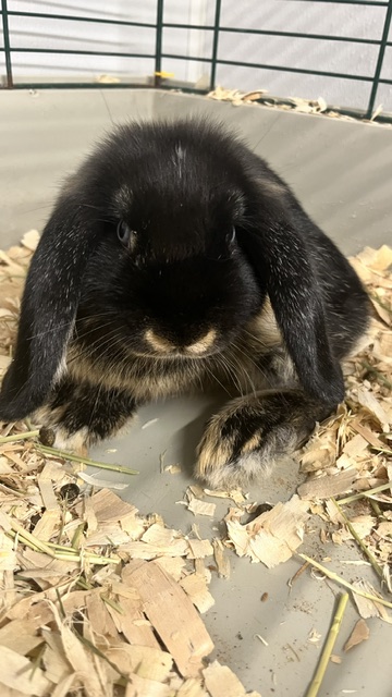 ENERGIZER - Holland Lop / Dutch available for adoption