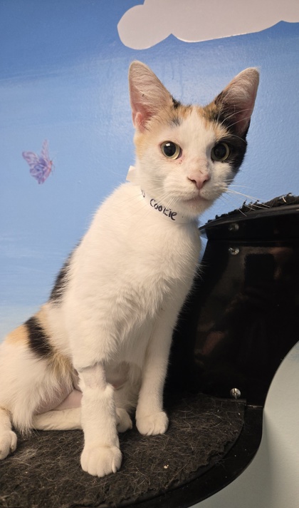COOKIE - Domestic Shorthair / Mix available for adoption