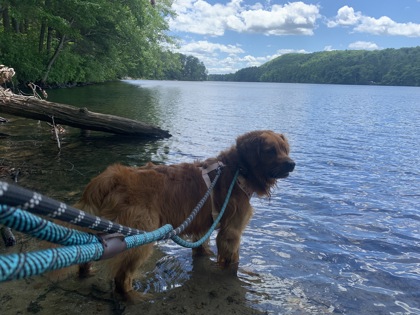 DUKE - Golden Retriever / Mix available for adoption