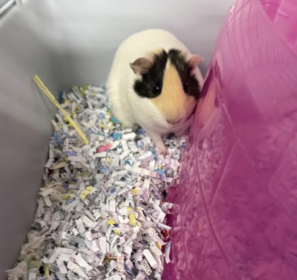 ESPRESSO - Guinea Pig / Guinea Pig available for adoption