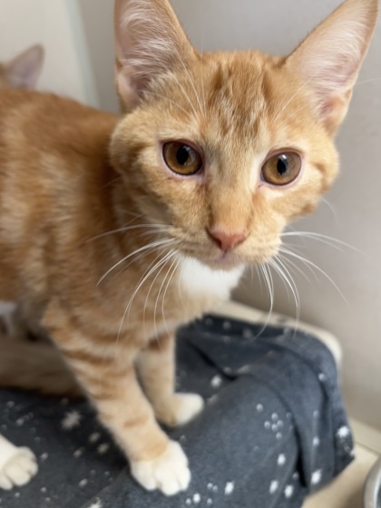CAMMIE - I AM AT PETSMART NORTHBOROUGH - Domestic Shorthair / Mix available for adoption