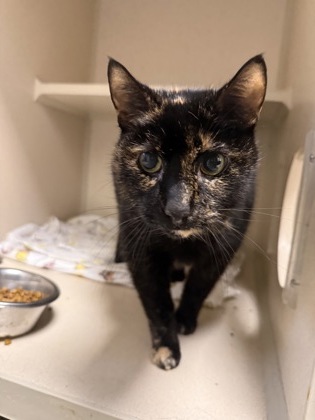 SAVAGE - Domestic Shorthair / Mix available for adoption