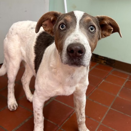 RANGER-PETCO (AUBURN 11-1PM) KLEMS (2-4PM)