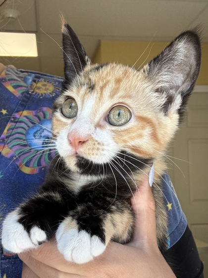 POPSICLE - I AM AT PETSMART NORTHBOROUGH - Domestic Shorthair / Mix available for adoption
