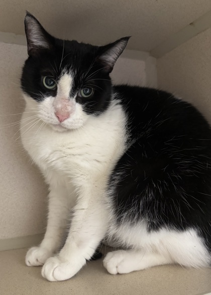 SYLVESTER - Domestic Shorthair / Mix for adoption in Worcester