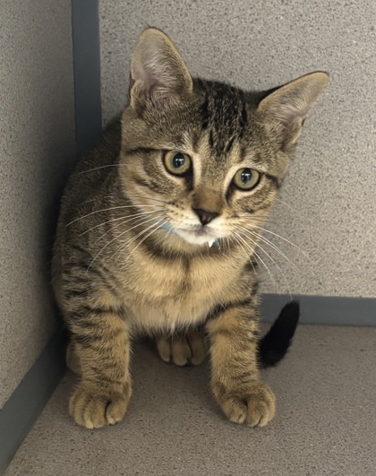 JET - I AM AT PETSMART NORTHBOROUGH - Domestic Shorthair / Mix available for adoption