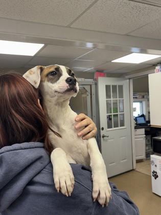 BANDIT - Boxer / Terrier available for adoption