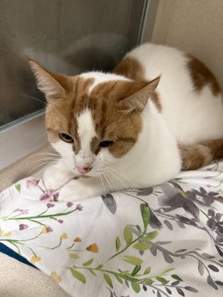 LOBSTER ROLL - Domestic Shorthair / Mix for adoption in Worcester