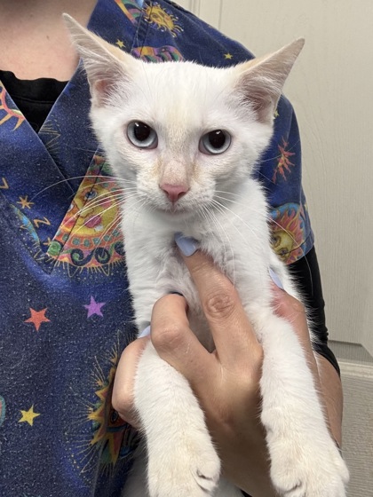 KOOKIE - I AM AT PETSMART NORTHBOROUGH - Siamese / Mix available for adoption