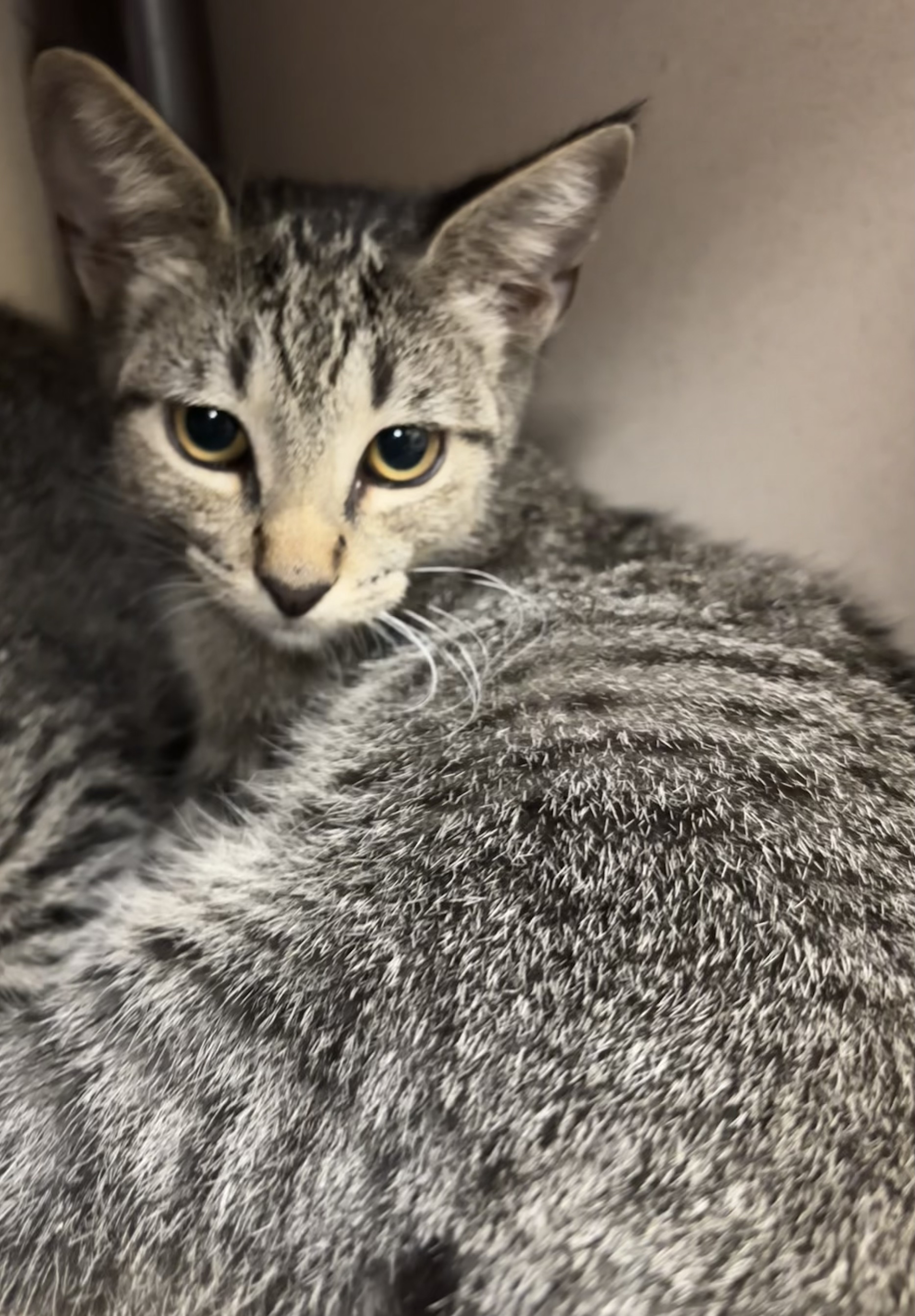 ROBIN WILLIAMS - I AM AT PETSMART FRAMINGHAM - Domestic Shorthair / Mix available for adoption