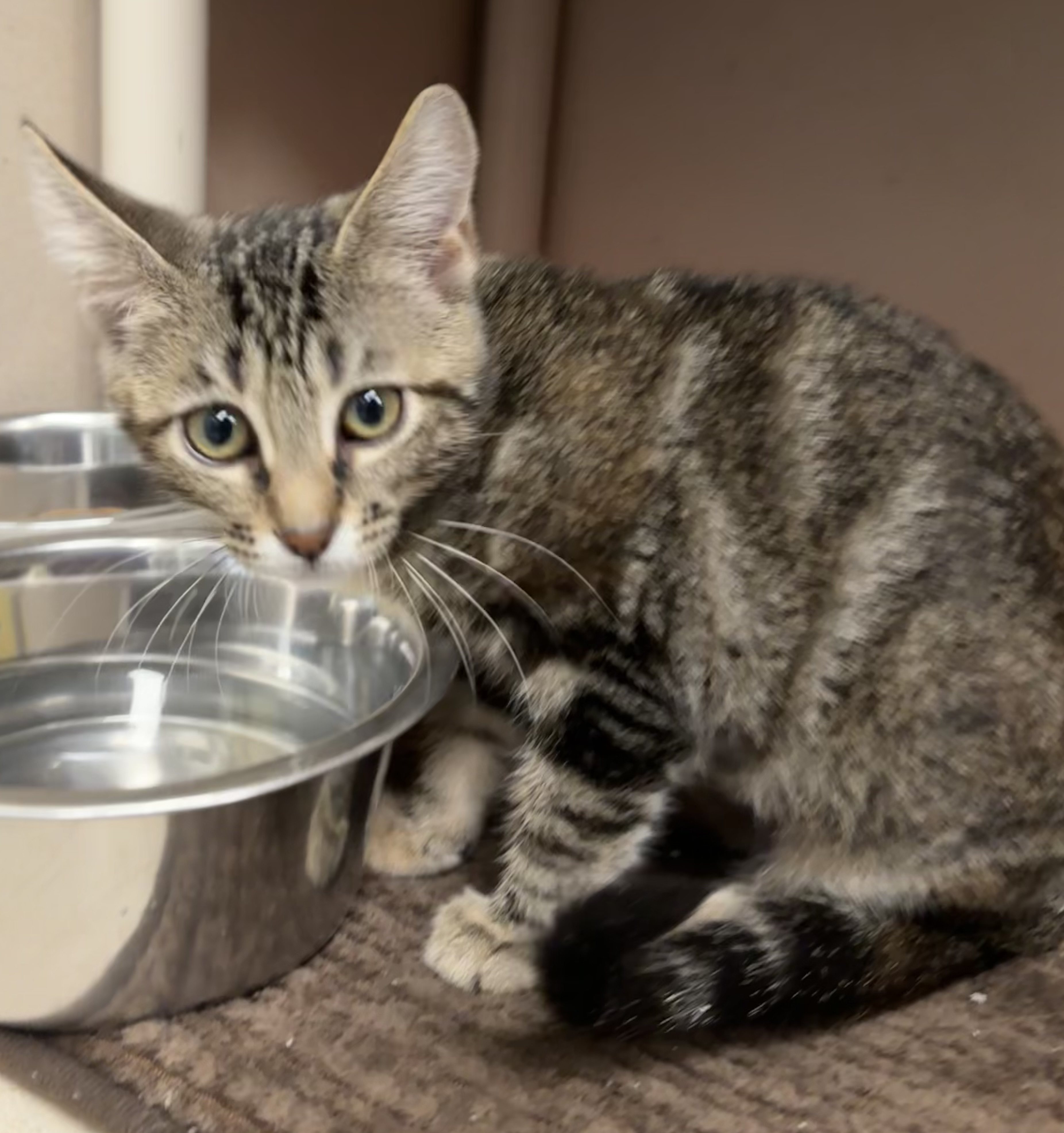 ALEX - I AM AT PETSMART FRAMINGHAM - Domestic Shorthair / Mix available for adoption