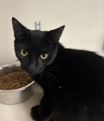 BINX - I AM AT PETSMART FRAMINGHAM - Domestic Shorthair / Mix available for adoption