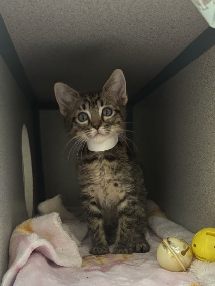 WONTON - I AM AT PETSMART NORTHBOROUGH - Domestic Shorthair / Mix available for adoption