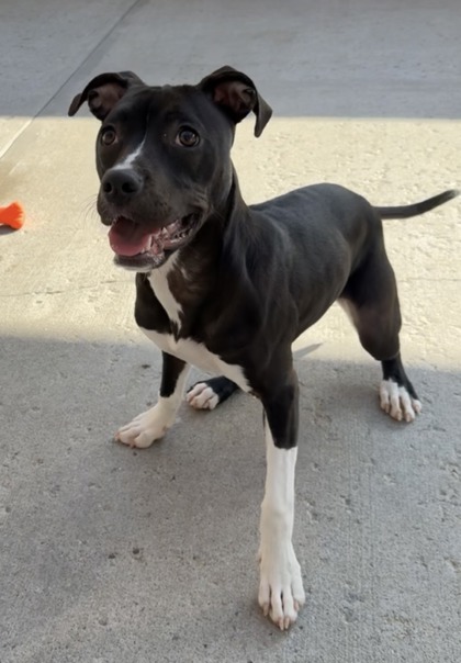 TILLY - Terrier / Mix for adoption in Worcester