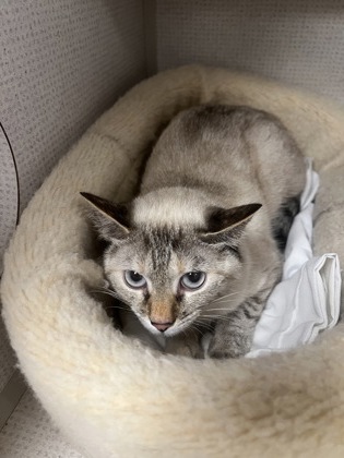MINNIE - Domestic Shorthair / Mix available for adoption