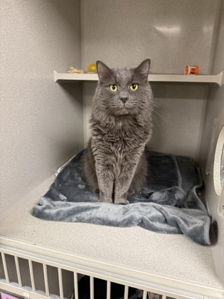 SCAR/ LEGEND BONDED PAIR - Domestic Shorthair / Mix available for adoption