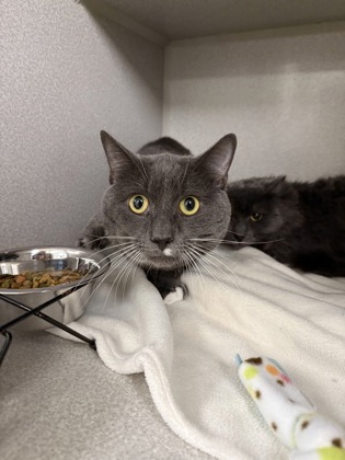 LEGEND/ SCAR BONDED - Domestic Shorthair / Mix for adoption in Worcester