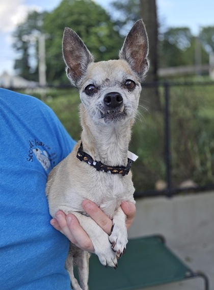 JESSIE - Short Coat Chihuahua / Mix available for adoption