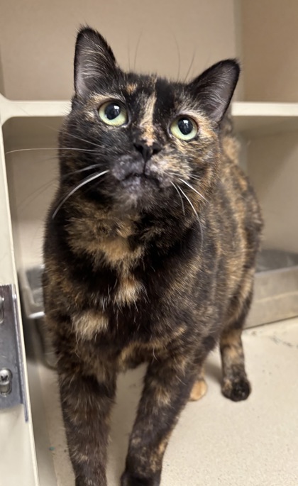 DEIDRE - Domestic Shorthair / Mix available for adoption