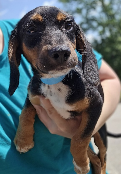 ZUZU - Hound / Mix for adoption in Worcester