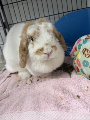 HONEY - Holland Lop available for adoption
