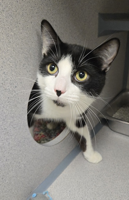 MAXIMILLIAN - I AM AT PETSMART NORTHBOROUGH - Domestic Shorthair / Mix available for adoption