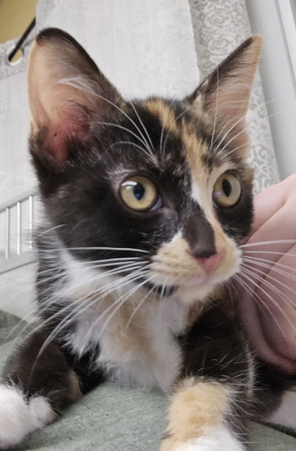 MILA - I AM AT PETSMART FRAMINGHAM - Domestic Shorthair / Mix available for adoption