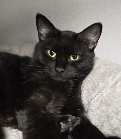NOVA - Bombay / Mix available for adoption