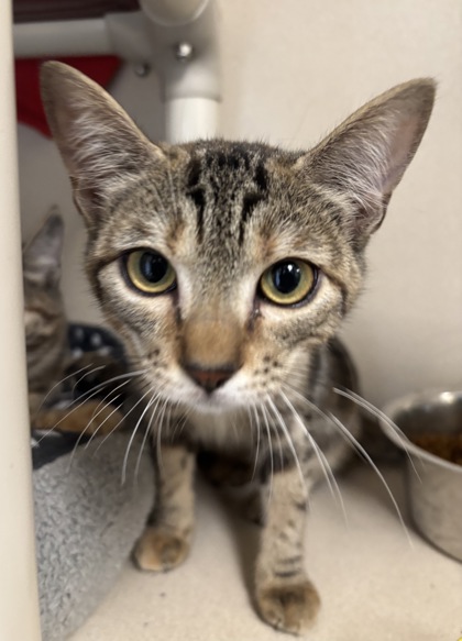 MARBLE - I AM AT PETSMART FRAMINGHAM - Domestic Shorthair / Mix available for adoption