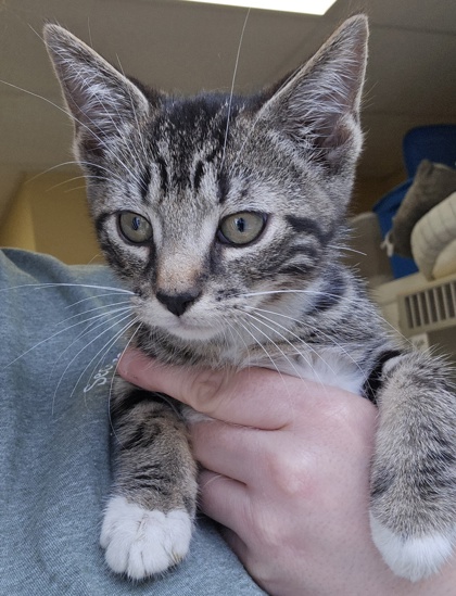 FLEECE - I AM AT PETSMART FRAMINGHAM - Domestic Shorthair / Mix available for adoption