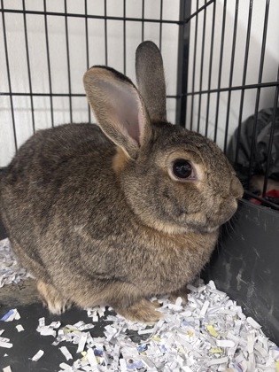 CLARENCE/PEGGY - BONDED PAIR - Rex / Rex available for adoption