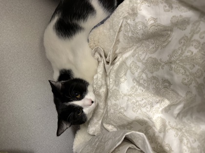 CHEESE/ STINKY JR BONDED PAIR - Domestic Shorthair / Mix available for adoption