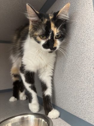 MELANIE - I AM AT PETSMART FRAMINGHAM