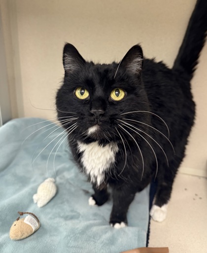 DINGLE - Domestic Shorthair / Mix available for adoption