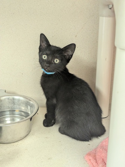 ZUKO- I AM AT PETSMART FRAMINGHAM - Domestic Shorthair / Mix available for adoption