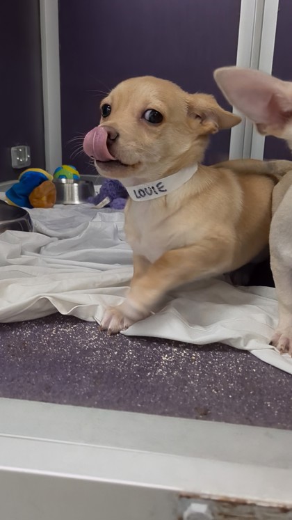 LOUIE BERTERA SUBARU WEST SPRINGFIELD (11-2PM) - Short Coat Chihuahua / Mix available for adoption