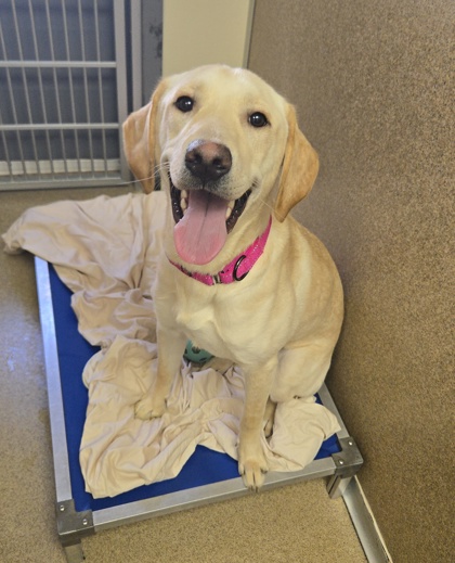 CUDDLES - Labrador Retriever / Mix for adoption in Worcester