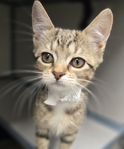FARLEY - I AM AT PETSMART NORTHBOROUGH - Domestic Shorthair / Mix available for adoption