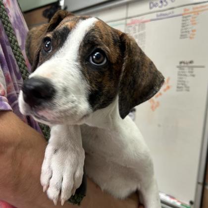 SUGAR - Hound / Retriever for adoption in Worcester