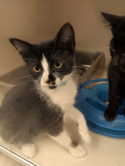 CHECKERS - I AM AT PETSMART NORTHBOROUGH - Domestic Shorthair / Mix available for adoption