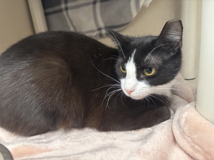 DAISY - I AM AT PETSMART FRAMINGHAM - Domestic Shorthair / Mix available for adoption