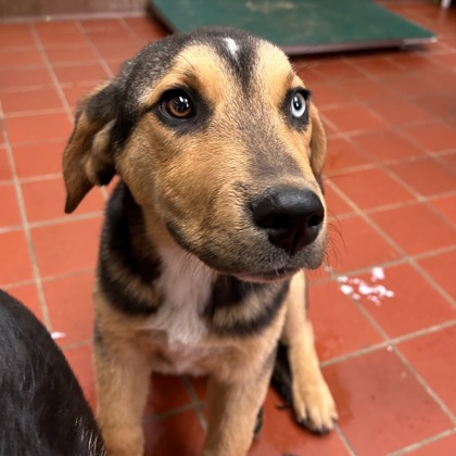 CARTER - Hound / Mix available for adoption