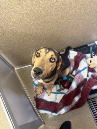 MEEKO - Hound / Mix for adoption in Worcester